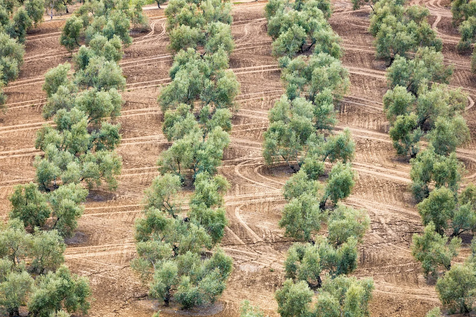 Olivar de Jaén